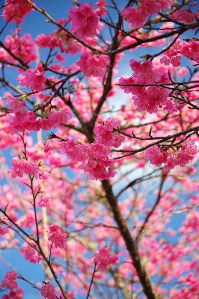 緋寒桜も咲き始めました