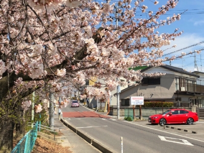 開成5丁目公園の桜がもうすぐ満開です_大竹茂足もみ整体院2020