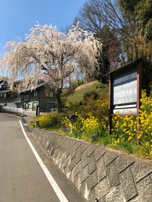 デコ屋敷の桜は見事2020_福島県郡山市