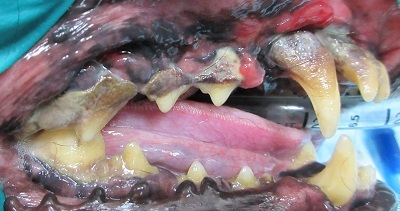 くーちゃん　千葉市　犬の歯石除去1
