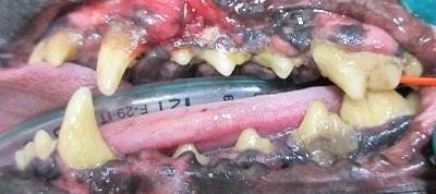 くーちゃん　千葉市　犬の歯石除去2
