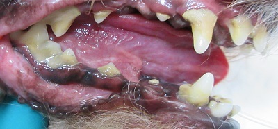 ももちゃん　犬の歯石除去1