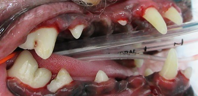 ももちゃん　犬の歯石除去3
