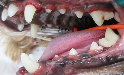 ももちゃん　犬の歯石除去4