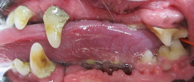 リードちゃん　犬の歯石除去2