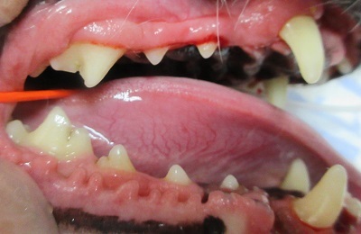 リードちゃん　犬の歯石除去3