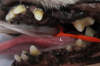 ウィルちゃん　千葉市　犬の歯石除去2
