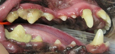 くろまめちゃん　犬の歯石除去1