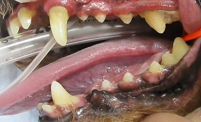くろまめちゃん　犬の歯石除去2