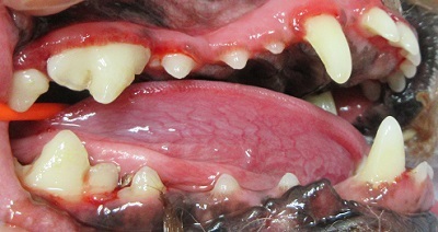 くろまめちゃん　犬の歯石除去3