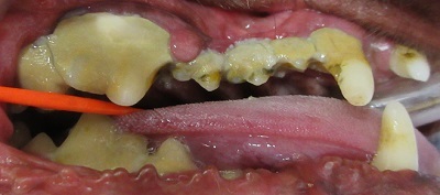 ウリちゃん　動物病院　犬の歯石除去1