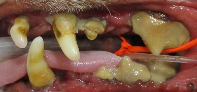 ウリちゃん　動物病院　犬の歯石除去2