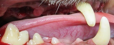 ウリちゃん　動物病院　犬の歯石除去3