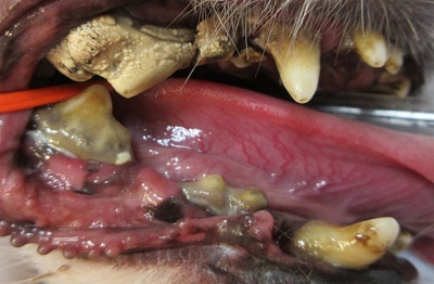 クレアちゃん　犬の歯石除去1