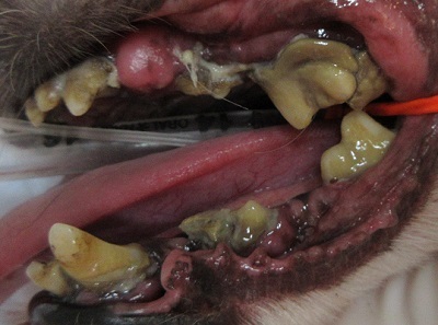 クレアちゃん　犬の歯石除去2