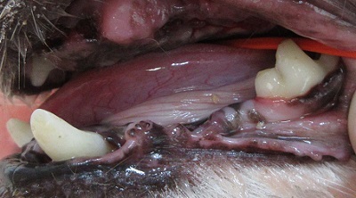 クレアちゃん　犬の歯石除去4