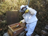 越冬用にハチミツ巣脾枠を投入！（20210109）