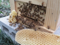 ハチミツ貯まってるから取ってね（20210402）
