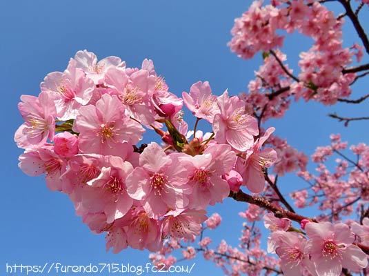 上関河津桜