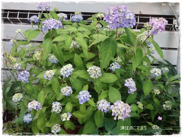 楽しみな紫陽花、ヤマアジサイ達 - 今日の庭6月