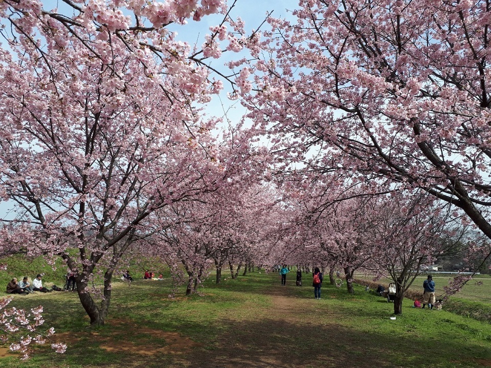 坂戸桜祭り_200314_0001