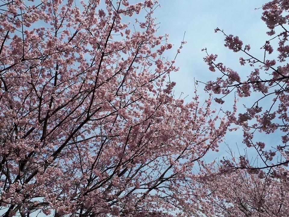 坂戸桜祭り_200314_0002