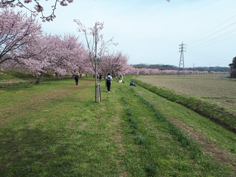 坂戸桜祭り_200314_0004