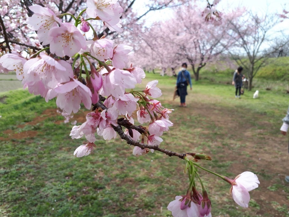 坂戸桜祭り_200314_0005