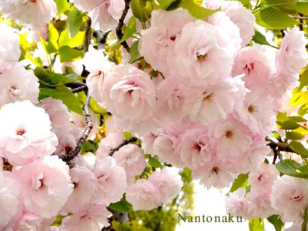 Nantonaku 八重桜　２種　1