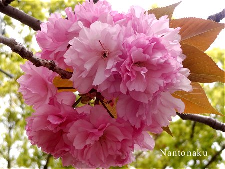 Nantonaku 八重桜　２種　2