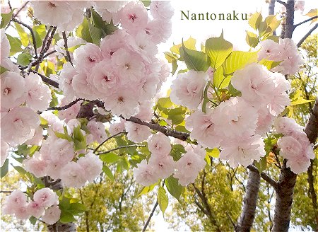 Nantonaku 八重桜　２種　3