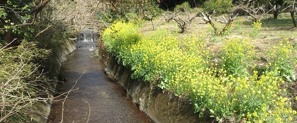 花沢川の菜の花