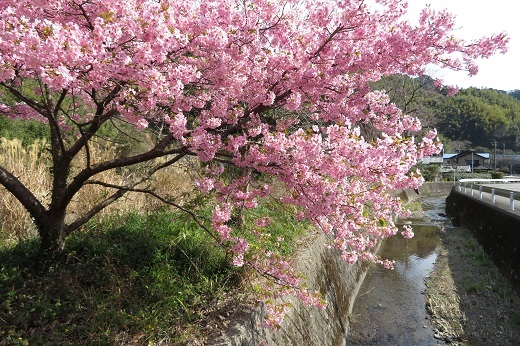 花沢川の河津桜