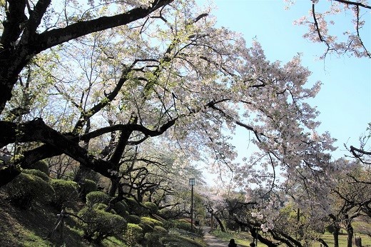 大倉山公園梅林のサクラ２