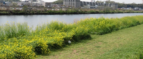 鶴見川の綱島側河川敷に広がる菜の花畑