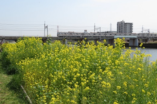 東横線電車と菜の花のコラボ１