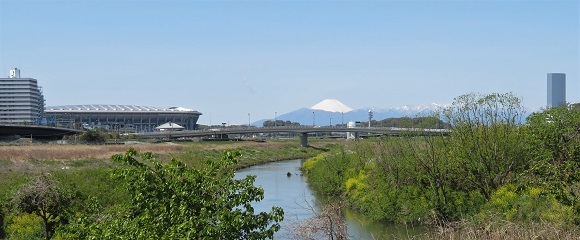 鶴見川土手の菜の花と富士山