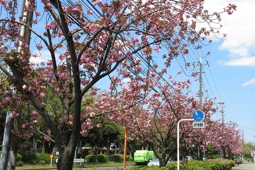 太尾新道の八重桜１