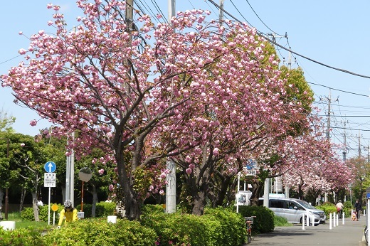太尾新道の八重桜３