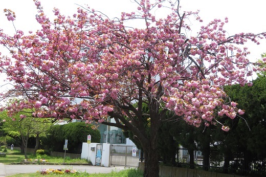ピンクの八重桜１