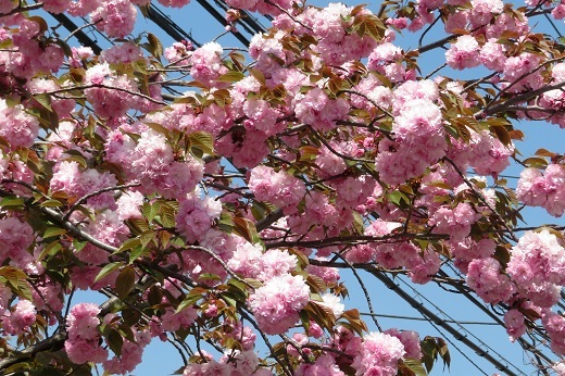 ピンクの八重桜２