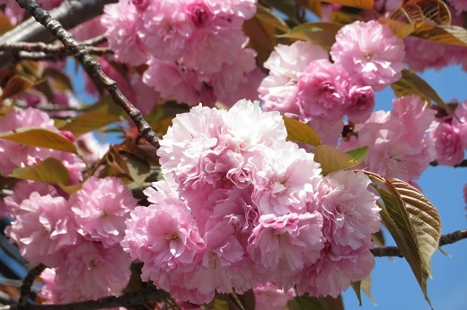 ピンクの八重桜３
