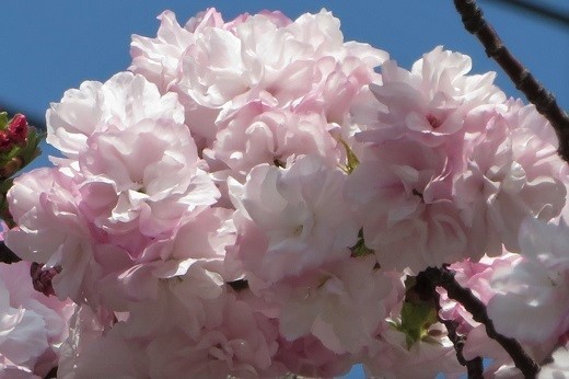 淡いピンクの八重桜２