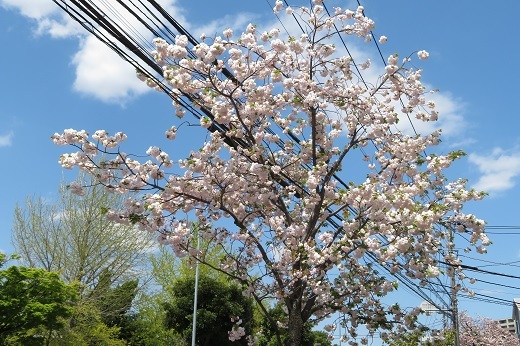 白い八重桜１