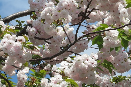 白い八重桜２