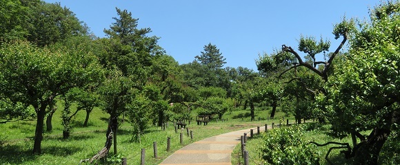 緑一面の大倉山公園梅林