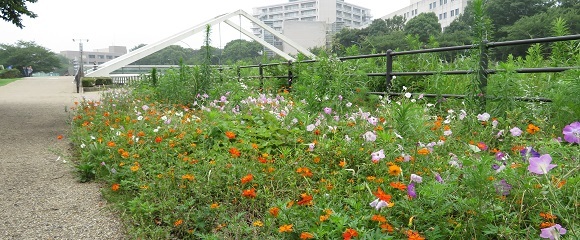 新横浜公園の夏の花