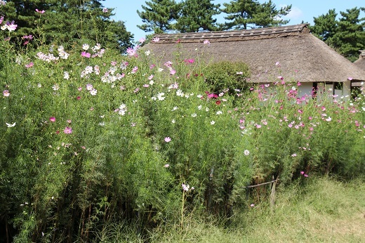 日本庭園のコスモス1