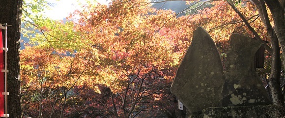 大山寺への参道のモミジ