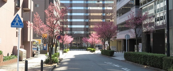 新横浜の小さな通りにあるオカメザクラの街路樹